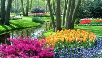 Spring flowers