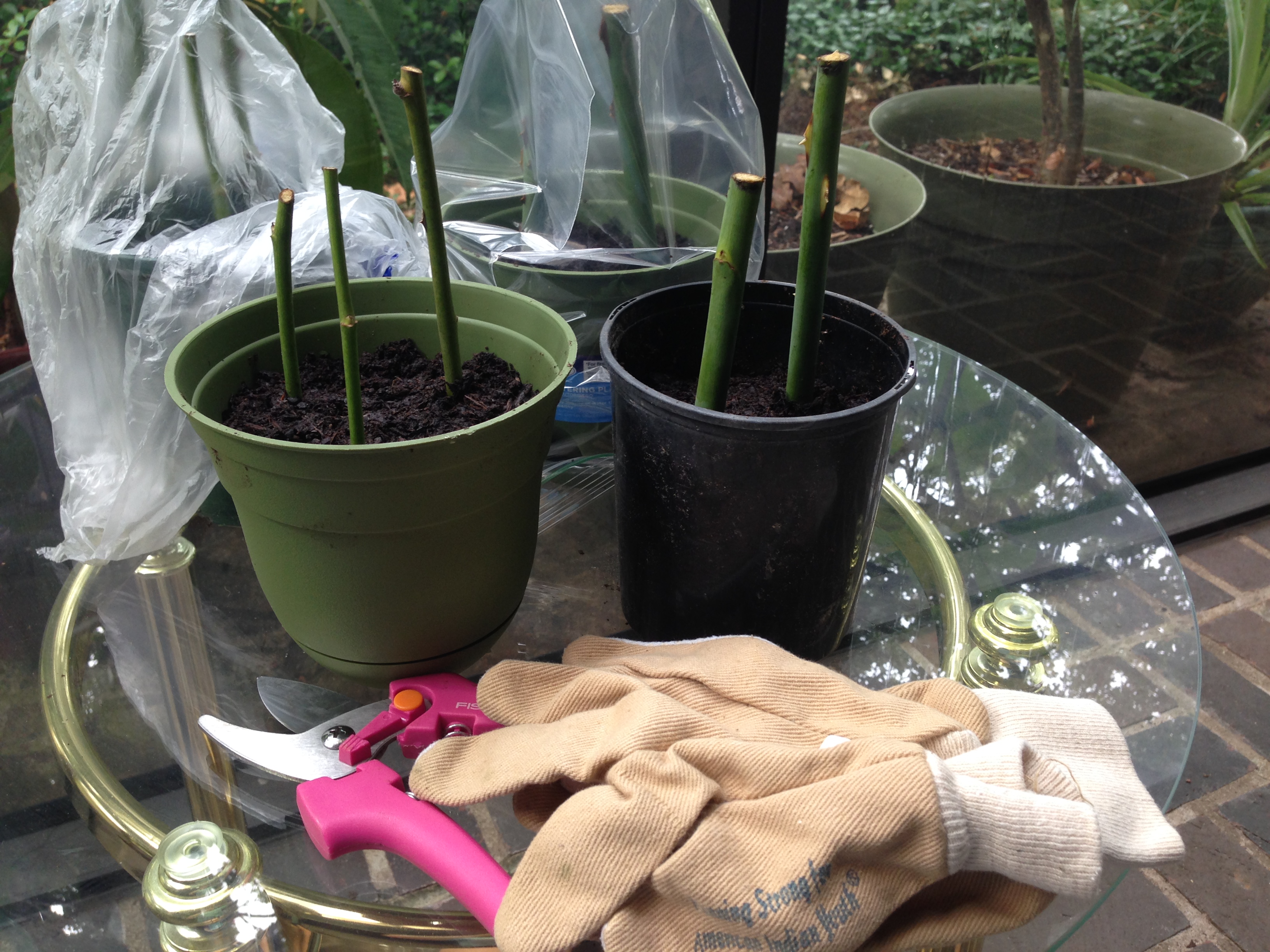 How Long Does It Take Fig Tree Cuttings To Root How Long Does It Take Fig Tree Cuttings To Root