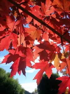 Fall leaves3