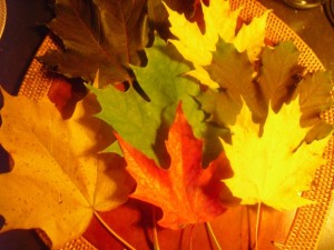 Fall leaves5