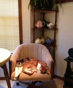 Kat's cats on chair