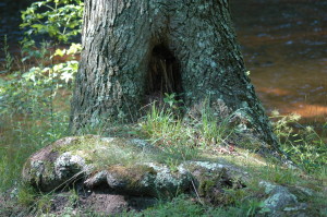 hobbit tree
