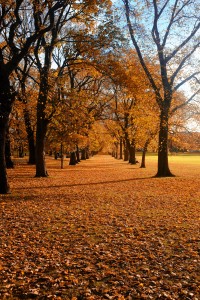 autumn_trees