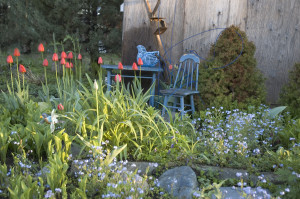 forget-me-nots and tulips