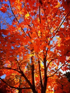 Fall leaves6