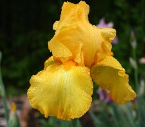 Iris in Spring yellow