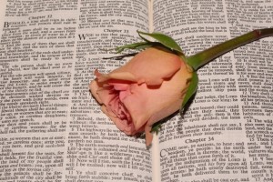 rose and bible