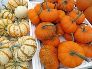 pumpkins-and-gourds