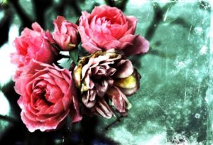 roses2