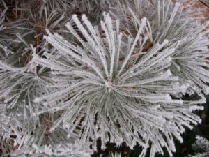 frosty-fir