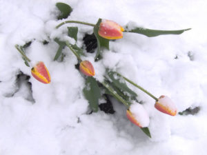 snow-tulips