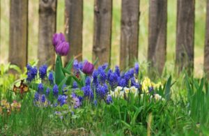 tulip-and-grape-hyacinth