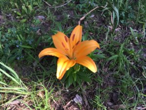 Asiatic lily on Easter